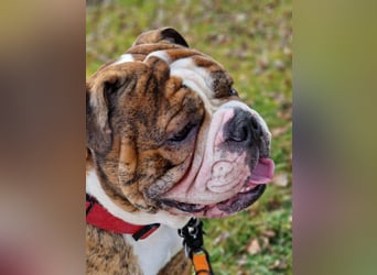 Big Boy Bruno Vom Örmser Bahnhof sucht sein Zuhause