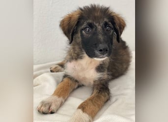 Moglito, geb. ca. 03/2025, lebt in GRIECHENLAND, im städt. Tierheim Serres