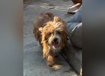 ⭐️LION⭐️, Rüde, 3 Jahre, 30 cm, Mischling, Tierschutz