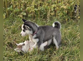 Zauberhafte Pomsky Welpen in echter Minihusky-Optik