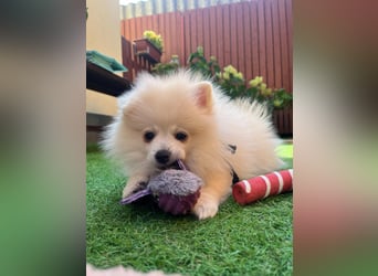 Teddy-Elmo SR – Quirliger Welpenwirbelwind mit Kuschelpotenzial