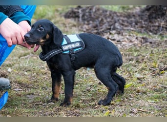 Bibi-SI, kleine Welpin sucht liebe Familie