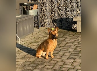 ZuHause gesucht für Jin
