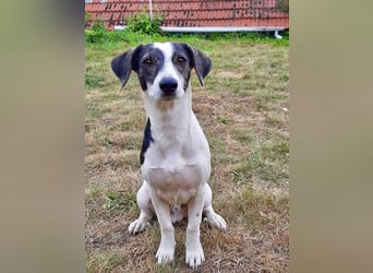 Zazu, kleiner Kerl mit großen Potential