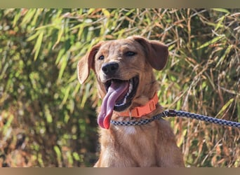 Badou, Mix Labrador / Schäferhund, lieb und sozial