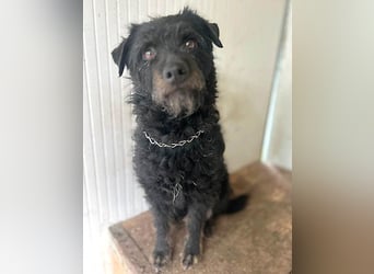 zarte kleine Hundeseele BORI - 6 Jahre, 40cm/9kg - Schnauzer-Mix