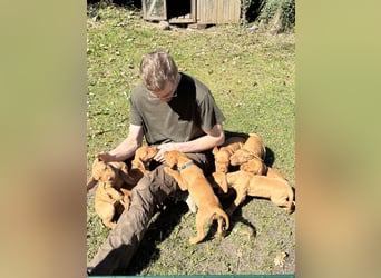 Wunderschöner reinrassiger Vizsla Welpe