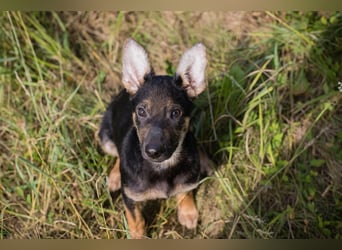 Silny: Hundekind sucht ein Zuhause