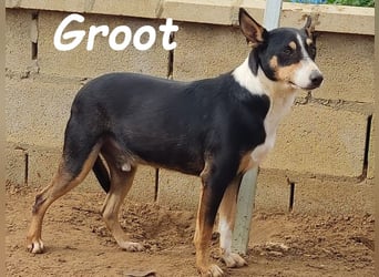 Groot 11/2018 (ESP) - sozialer und feinfühliger, kleiner Podenco-Mix!