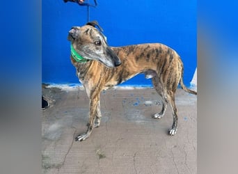 Wally, einfühlsamer verschmuster zugänglicher Galgo Mann