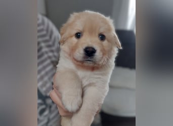 Wunderschöne Labrador-Mix Welpen