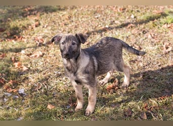 Filou – sensibler Junghund die Welt entdecken