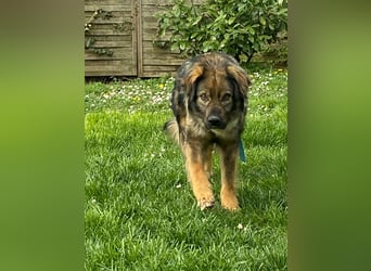Rohdiamant Stromer, 2 Jahre, sucht sein Zuhause