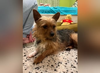 Betty, liebe und verschmuste Yorki-Mix-Hündin, geb. 12/2022