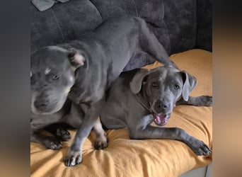 Süße Labradorwalmaraner/ American bully (pocket) Mix