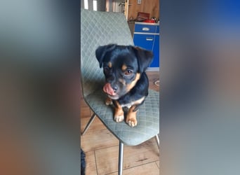Brioche Mops Mischling Hündin Welpe Junghund sucht Zuhause für immer