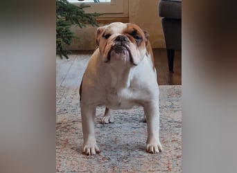 Englische Bulldoggen welpen Top Pedigree FCI