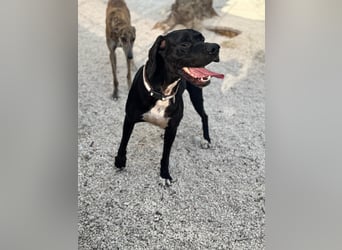 Leo, sucht seine Familie