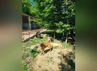 Entzückende RONJA träumt von einem Für-Immer-Zuhause