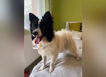 Leopold SR - kleiner Spitz mit großem Charme sucht seinen Platz im Leben