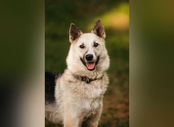 Sanfte Tika sucht liebevolles Zuhause