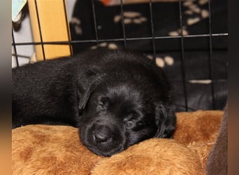 Unsere bildhübschen, vitalen Labradorwelpen sind gelandet!