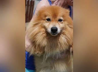 Balu SR – Schatz sucht Ruhe