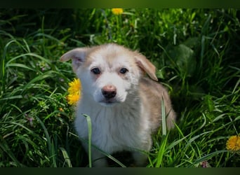 Welpe SCHNUGGI - das verspielte und fröhliche Hundekind freut sich auf seine eigene Familie