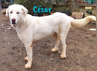 César 09/2023 (ESP Pflegestelle) - sozialer und nobler, junger Pyrenäenberghund!
