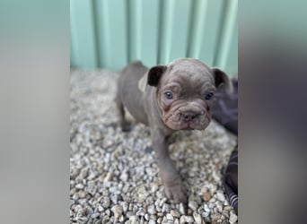 Französische Bulldoggen Welpen