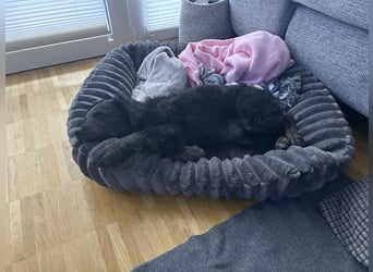 Aussiedoodle Welpe Bella * weiblich * 13 Wochen * gechipt, geimpft, entwurmt