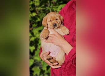 Edle Labrador Welpen (Schwarz/Foxred) mit Ahnentafel, Nachkommen von Champions