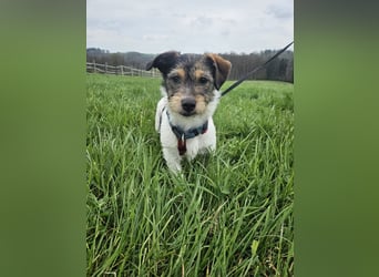 Ivy, eine freundliche aufgeweckte Hündin