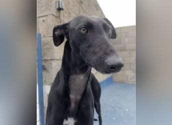 Regaliz, leidet im Tierheim