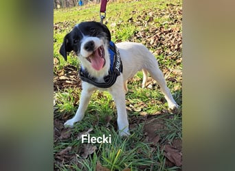 Flecky sucht ein eigenes Körbchen