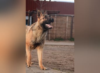 Ivo VI – Kluger, aktiver Malinois-Rüde sucht erfahrenes Zuhause mit Köpfchen