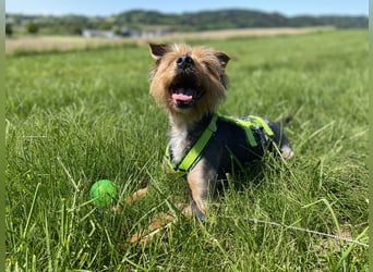 Coco, aktiv und katzenfreundlich