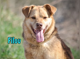 Filou 04/2022 - lebensfroher, unglaublich netter Hund sucht Menschen mit Herz!
