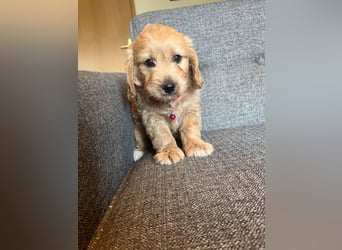 Goldendoodle mini Medium Doodle Abgabe an Pfingsten