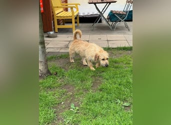 ♥BUCKY♥ auf Pflegestelle bei Köln - verschmuster, cleverer kleiner Strahlemann 38 cm