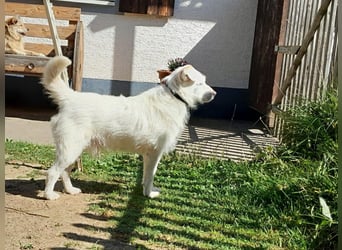 BENNY sucht ein Zuhause