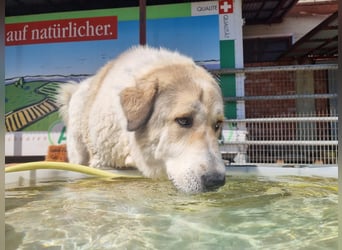 Gaia – Ein Herz auf vier Pfoten sucht Heimat