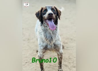 Bruno10 geb. 09/2023 (ESP) - liebevoller, verspielter und anhänglicher Bretonischer Spaniel!