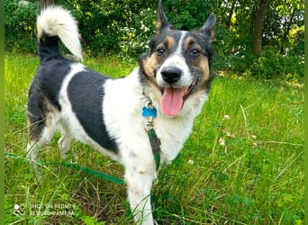 Mischka ist ein freundlicher Begleiter mit Zuckerschockgarantie