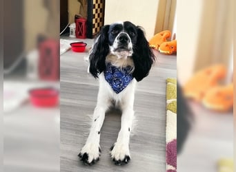 Lutz, ein aktiver, liebevoller Familienhund