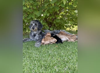 Aussiedoodle / Aussiepoo  F1b