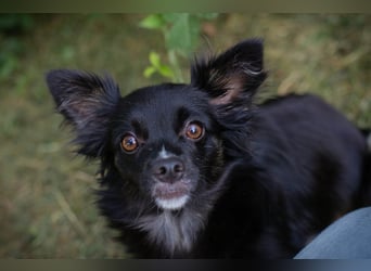 KIKI - wer möchte mit der kleinen Maus knuddeln, spielen, lernen und ihr ein Zuhause schenken??