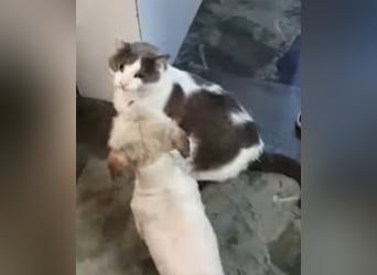 Paula - freundliche, aktive, katzenverträgliche Malteser Mix Hündin / Pflegestelle in Brakel