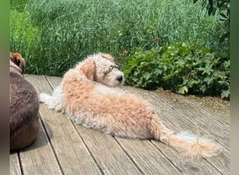 Lucky ❤️ wartet in 78247 Schlatt am Randen