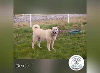 Hallo mein Name ist Dexter